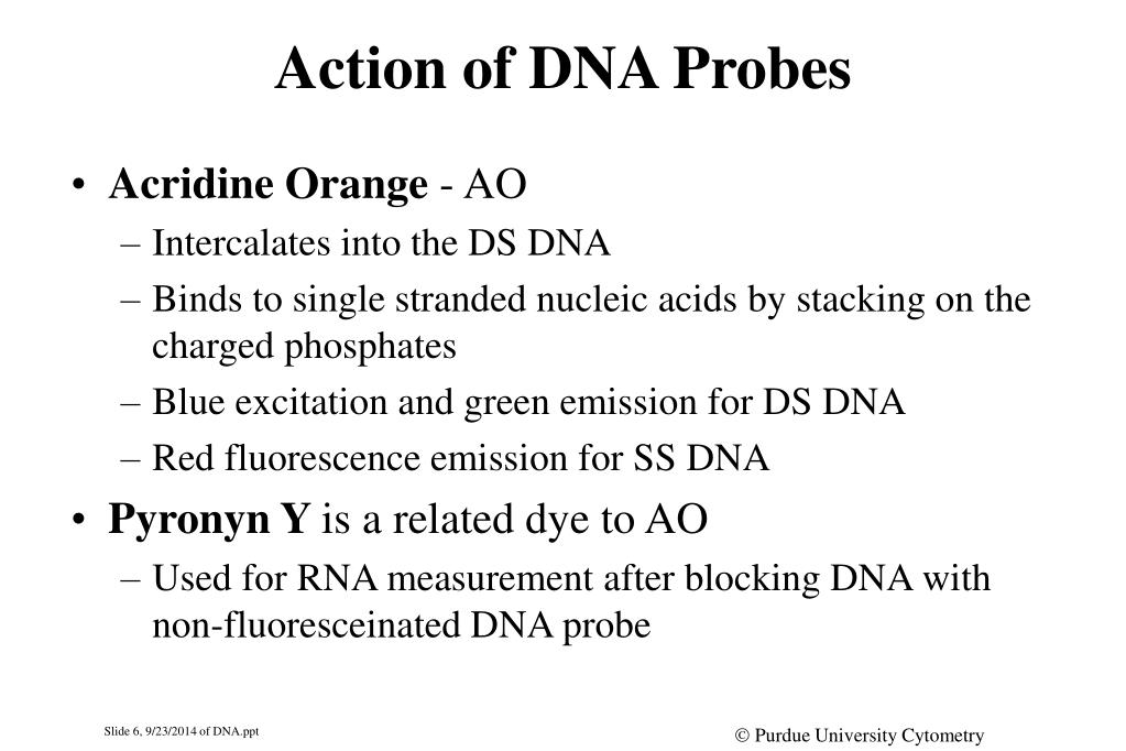 PPT - DNA1 PowerPoint Presentation, free download - ID:4738419