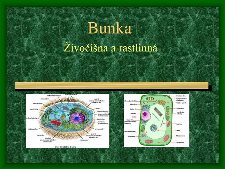 PPT - Bunka PowerPoint Presentation, free download - ID:4739831