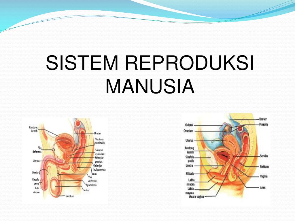 Sistem Reproduksi Pada Manusia Kelas 9