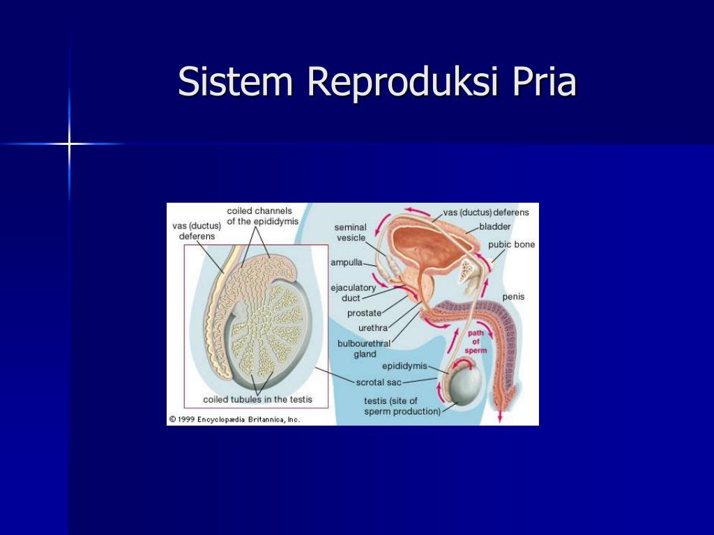 PPT Sistem Organ Reproduksi Pria PowerPoint Presentation, free