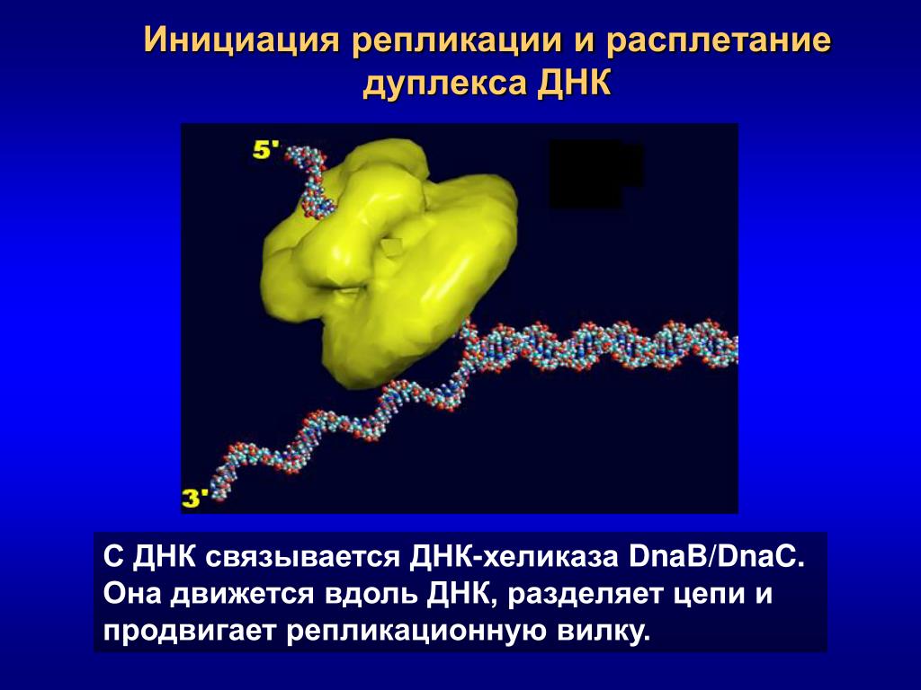 Фермент хеликаза. Хеликаза фермент функции. Хеликаза в репликации. Функция ДНК хеликазы. Инициация репликации ДНК.