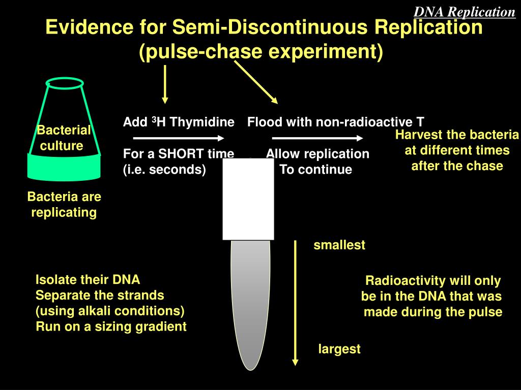 PPT - DNA Replication , DNA Damage and Repair PowerPoint Presentation