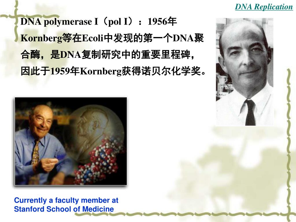 PPT DNA Replication , DNA Damage and Repair PowerPoint Presentation