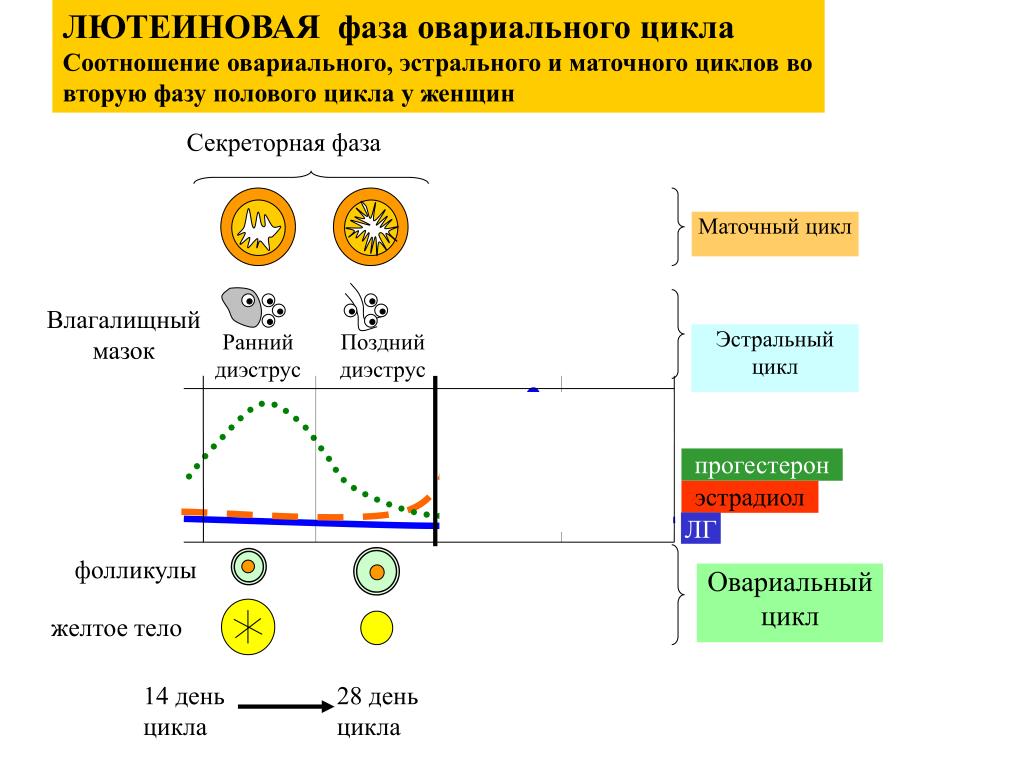 Лютеиновая фаза симптомы