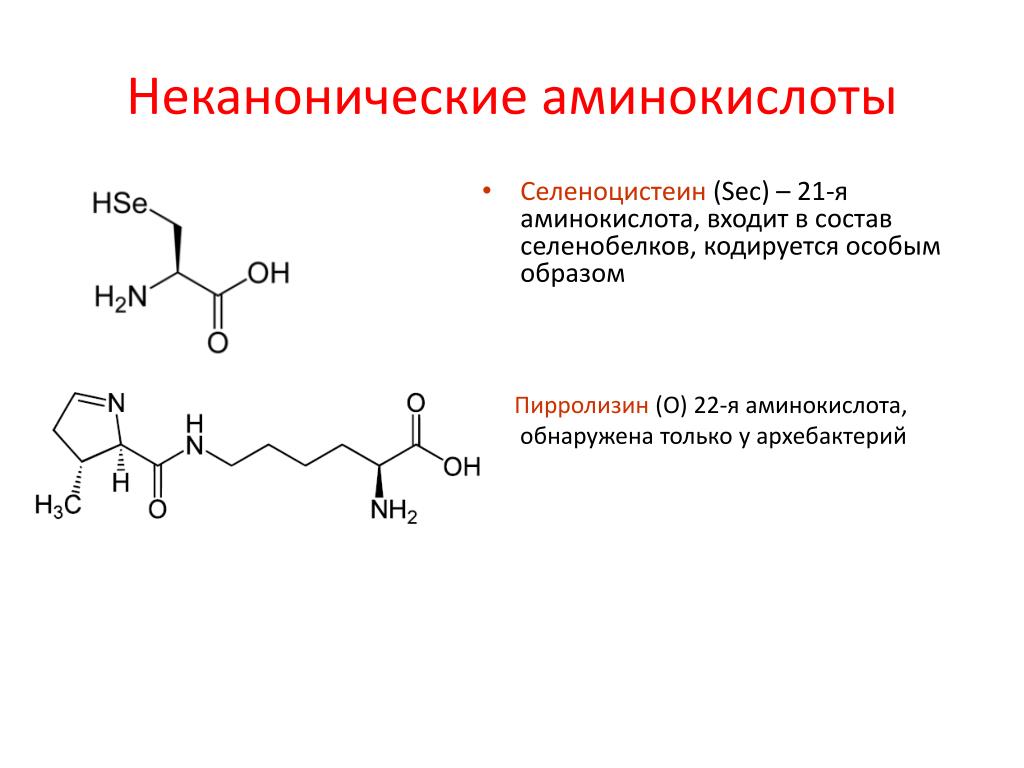 21 аминокислота. Неканонические аминокислоты. Селеноцистеин формула. Пирролизин аминокислота. Пирролизин и селеноцистеин.