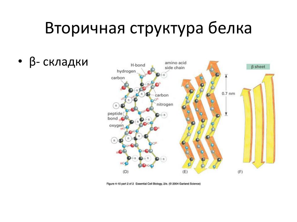 Вторичный белок примеры. Вторичная структура белка биохимия. Строение вторичной структуры белка. Вторичная структура белка гармошка. Спирали вторичной структуры белка биохимия.