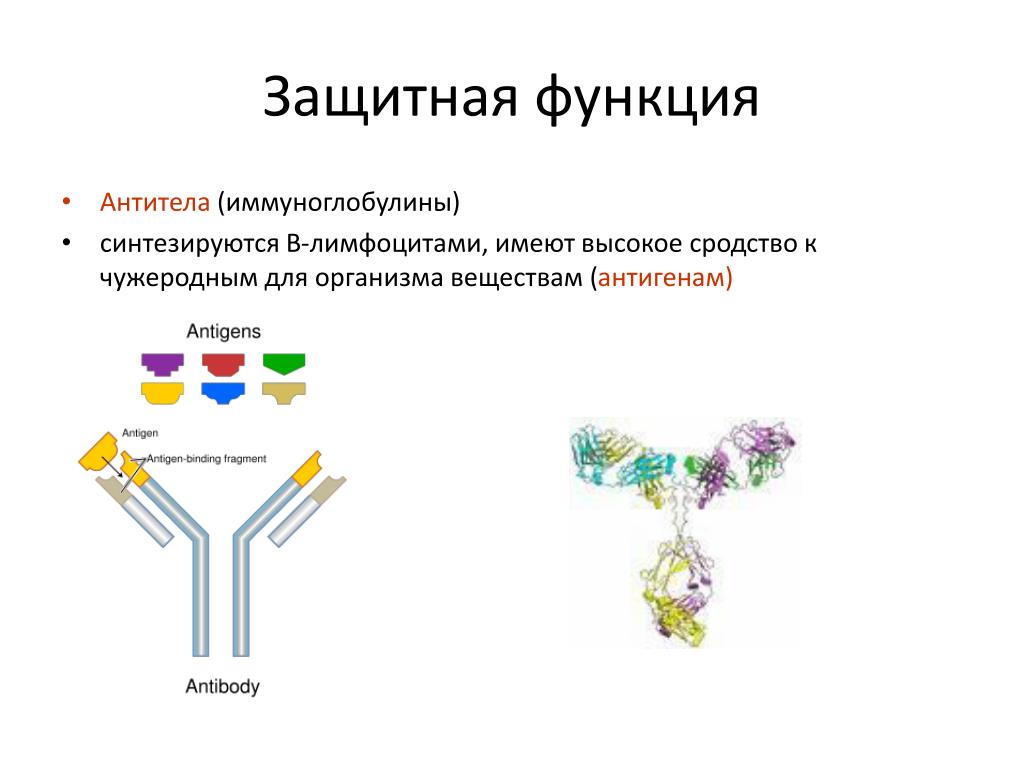 Иммуноглобулин в лимфоциты. Иммуноглобулин функция белка. Функция белков антител. Антитела белок функция. Функции иммуноглобулинов.