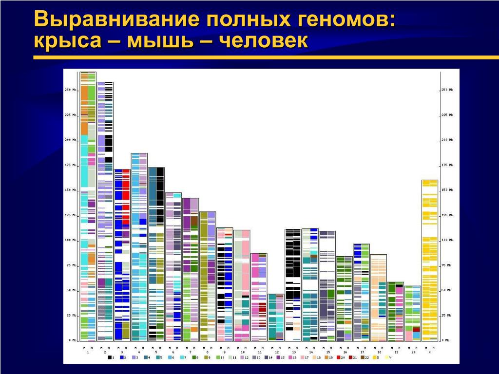 При расшифровке генома крысы было установлено 30. Выравнивания последовательностей генома. Score выравнивание последовательностей. Генетическая Схожесть крысы с человеко.
