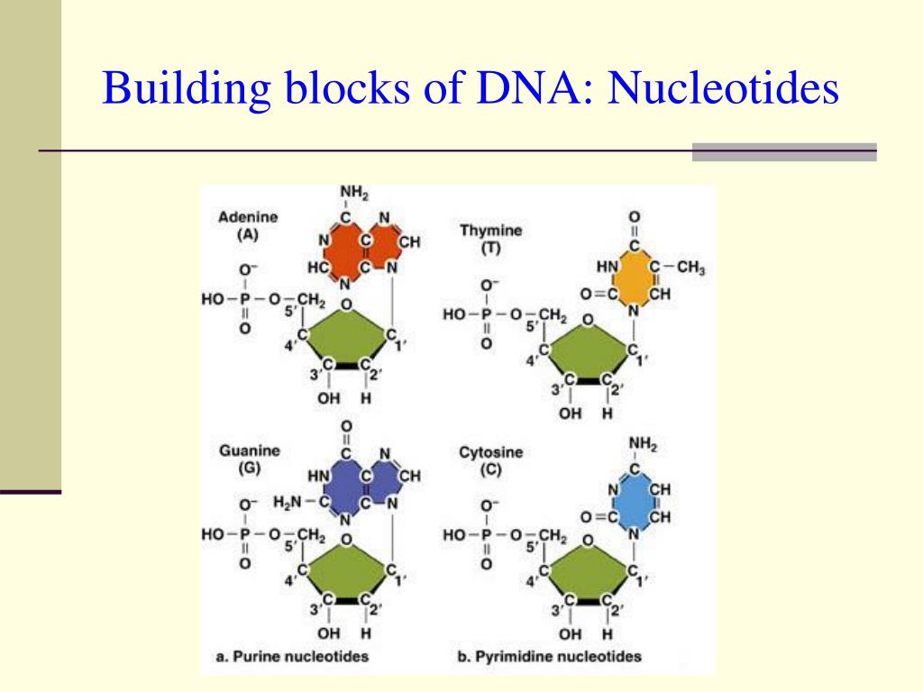 building blocks of dna described building blocks of dna described