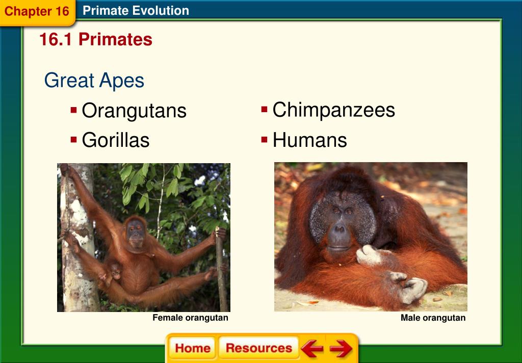 PPT - Characteristics of Primates PowerPoint Presentation ...