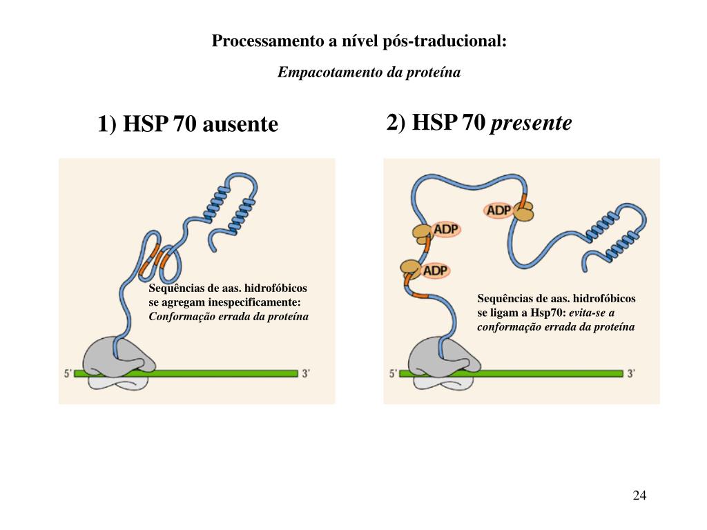 PPT - Tradução: um mesmo gene com mais de um quadro de leitura PowerPoint  Presentation - ID:4744492