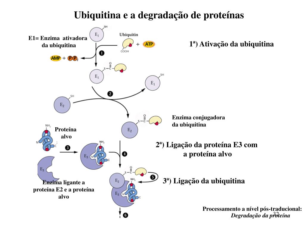 PPT - Tradução: um mesmo gene com mais de um quadro de leitura PowerPoint  Presentation - ID:4744492