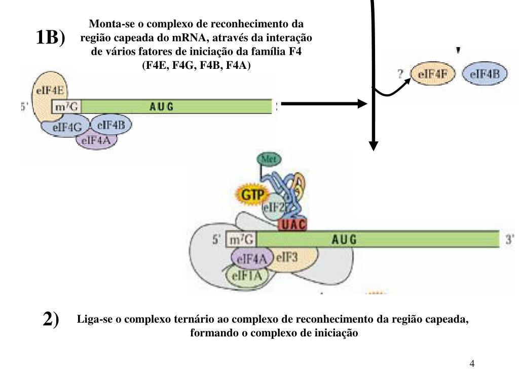 PPT - Tradução: um mesmo gene com mais de um quadro de leitura PowerPoint  Presentation - ID:4744492