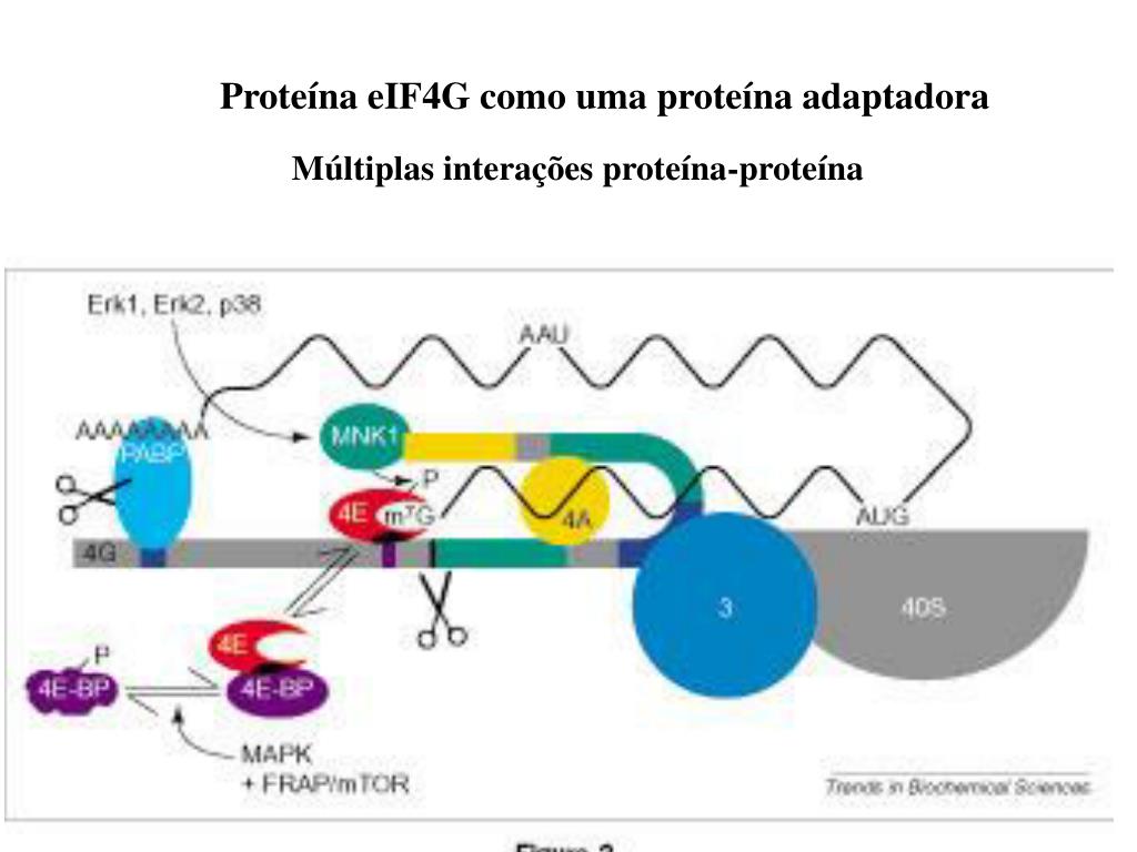 PPT - Tradução: um mesmo gene com mais de um quadro de leitura PowerPoint  Presentation - ID:4744492