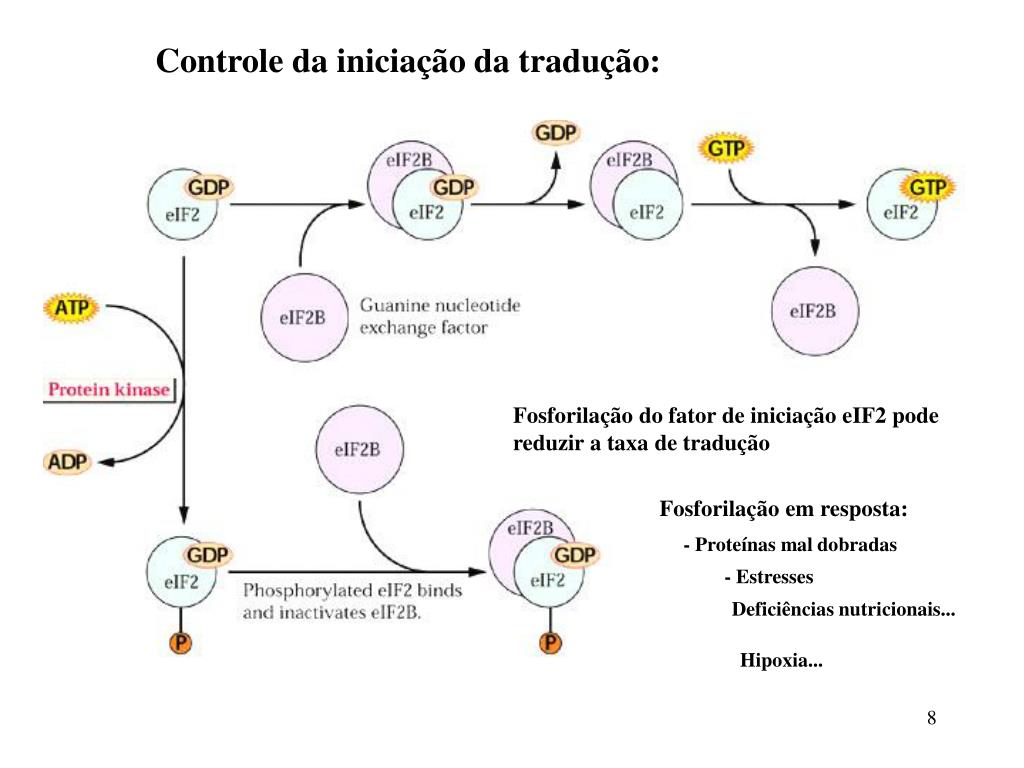 PPT - Tradução: um mesmo gene com mais de um quadro de leitura PowerPoint  Presentation - ID:4744492