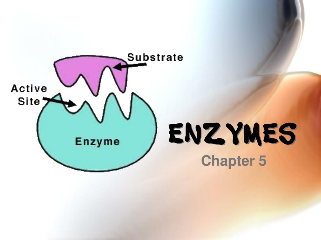 presentation on the topic enzymes