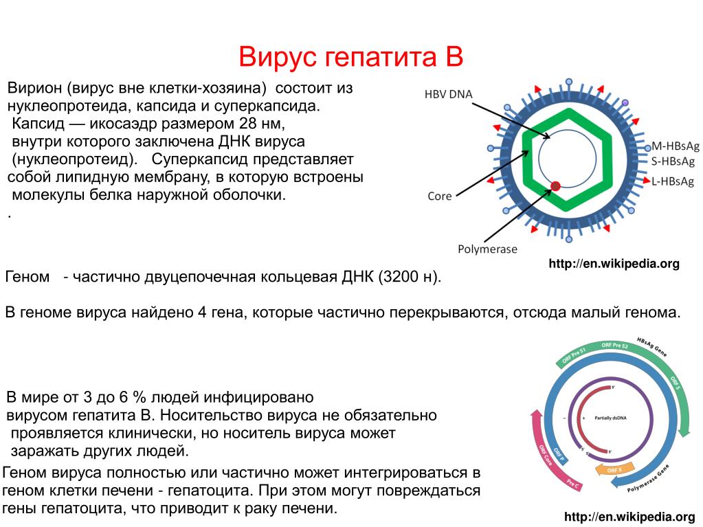 Из чего состоит б 6. Вирус гепатита b строение вириона. Капсид и суперкапсид вируса. Вирус гепатита с строение вириона. Структура вириона вируса гепатита в.