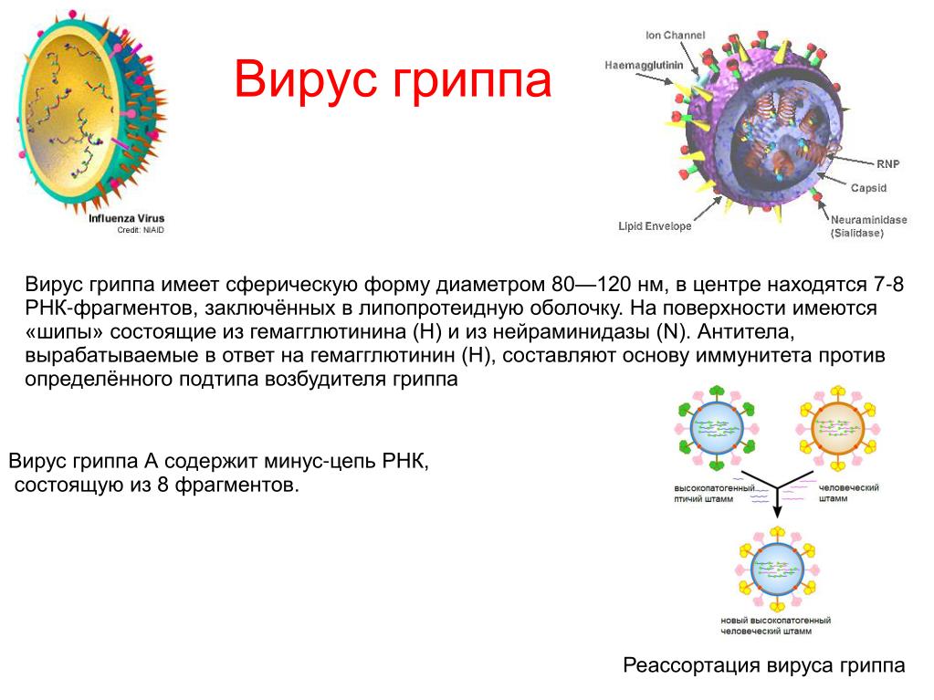 Состав гриппа. Структура вируса гриппа микробиология. Вирион вируса гриппа. Схема жизненного цикла вируса гриппа. Возбудитель гриппа строение вируса.