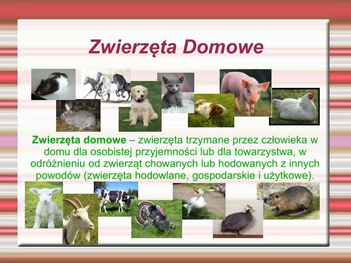 Zwierzęta Domowe Prezentacja Multimedialna Dla Dzieci