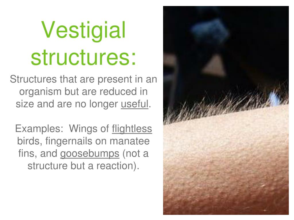 download free vestigial structures download free vestigial structures