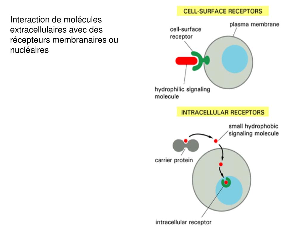 11.3 Signaux transmis par des récepteurs intracellulaires [11. Introduction  à la signalisation cellulaire [biologie cellulaire]]