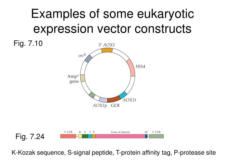 PPT Foreign Gene Expression and Protein Production in Prokaryotes and