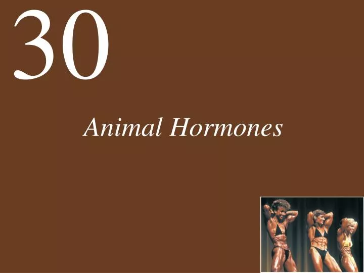 animal hormones n.