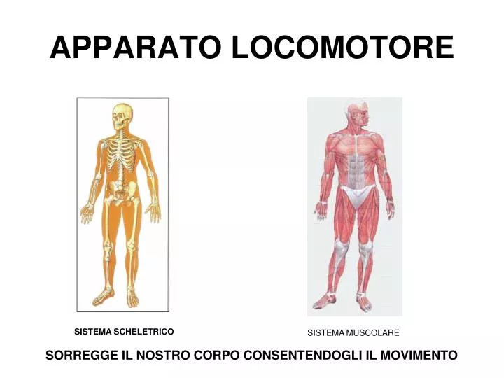 apparato locomotore ppt L'apparato locomotore ppt video online scaricare.