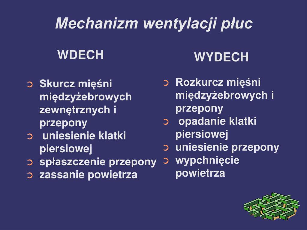 Mechanizm Wentylacji Płuc PPT - Projekt gimnazjalny „Głęboki oddech, czyli jak pracują nasze