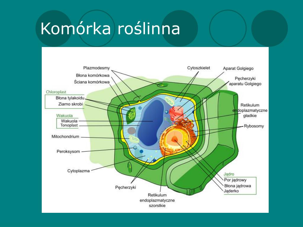 Komórka Roślinna Budowa I Funkcje PPT - WAKUOLA – JEJ BUDOWA I FUNKCJE PowerPoint Presentation, free