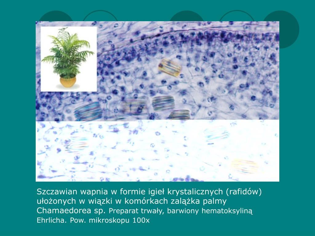 Gromadzenie Jonów Wapnia W Komórkach Mięśnia Sercowego PPT - WAKUOLA – JEJ BUDOWA I FUNKCJE PowerPoint Presentation, free