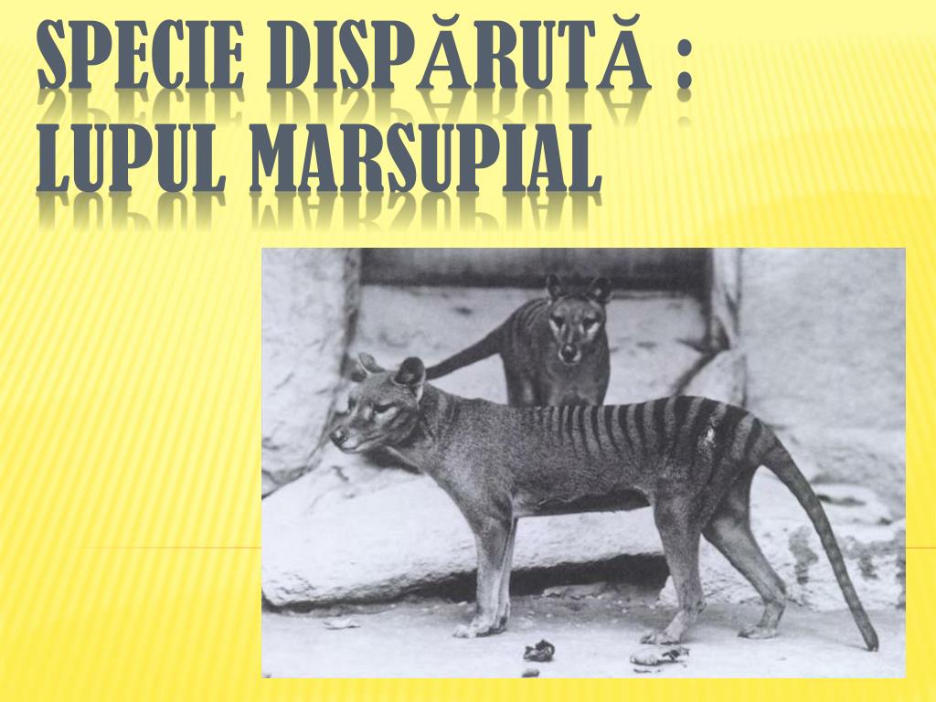 PPT - Specie DISP Ă RUT Ă : Lupul marsupial PowerPoint Presentation, free  download - ID:4755815
