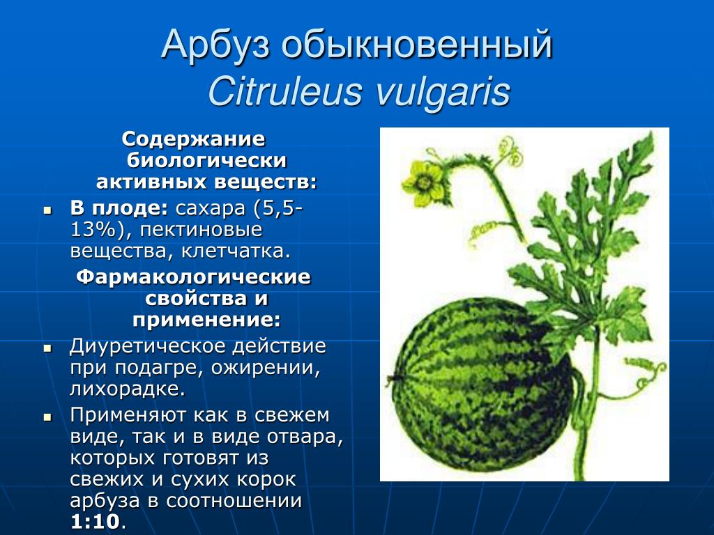 Какие витамины содержание в арбузе. Арбуз растение. Арбуз обыкновенный. Арбуз лекарственное растение. Характеристика арбуза.