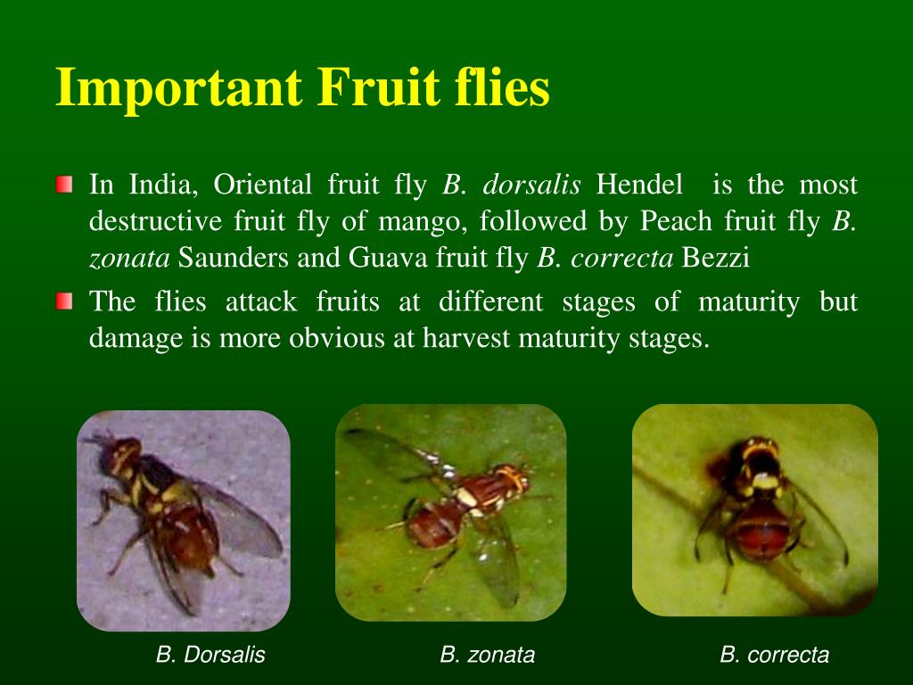 Ppt Identification Symptoms Nature Of Damage Of Mango Fruit Fly Stone Nut Weevil And Pulp Weevil Powerpoint Presentation Id 4757449