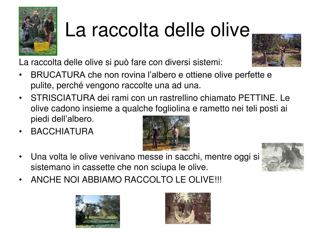 PPT - le vie dell'olio PowerPoint Presentation, free download - ID:4757521