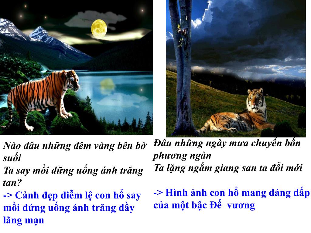 Nào đâu những đêm vàng bên bờ suối - Khám phá vẻ đẹp và ý nghĩa