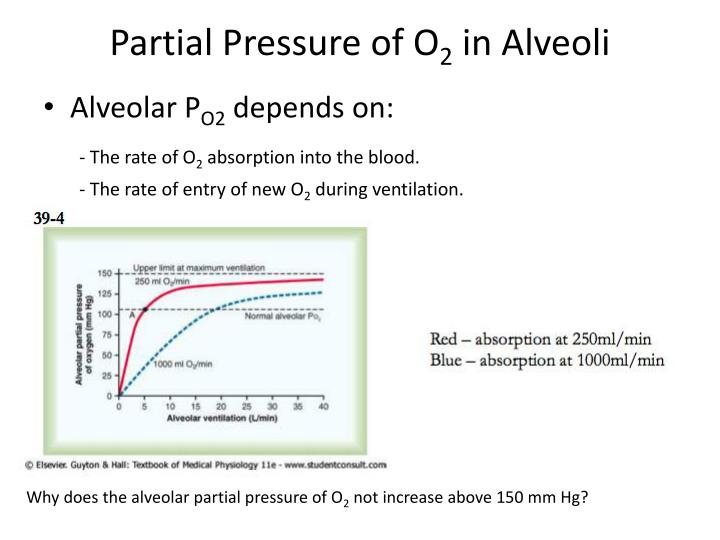 PPT - Gas Exchange and Pulmonary Circulation PowerPoint Presentation ...