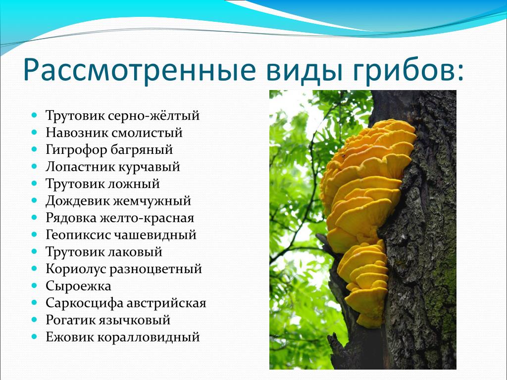 Взаимоотношения дерева и гриба трутовика являются примером. Трутовик сернисто жёлтый. Трутовик серно-жёлтый трутовики. Гриб трутовик ложный. Трутовики трутовики.