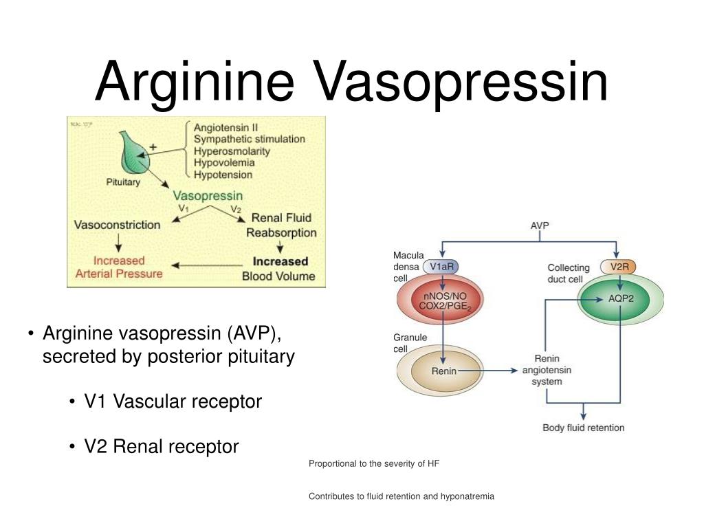 PPT - The Cardio-Renal Syndrome Stephen L. Rennyson MD PowerPoint ...