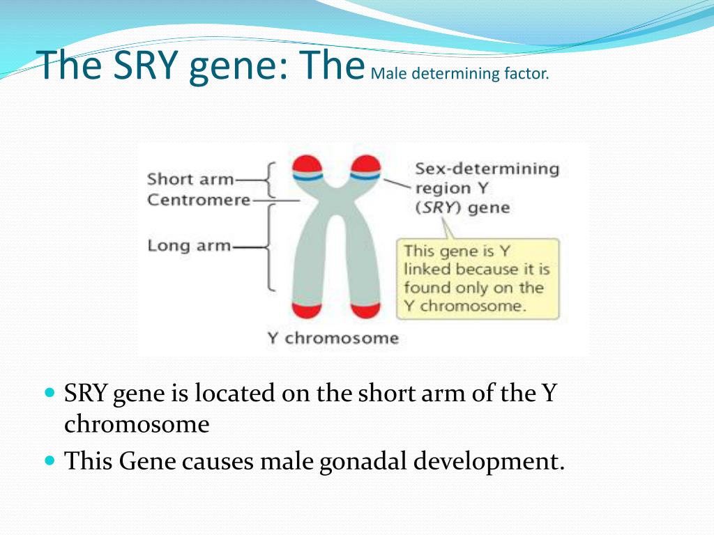Ppt The Role Of The Sry Gene In Determing Sex Powerpoint Presentation Id 4761168