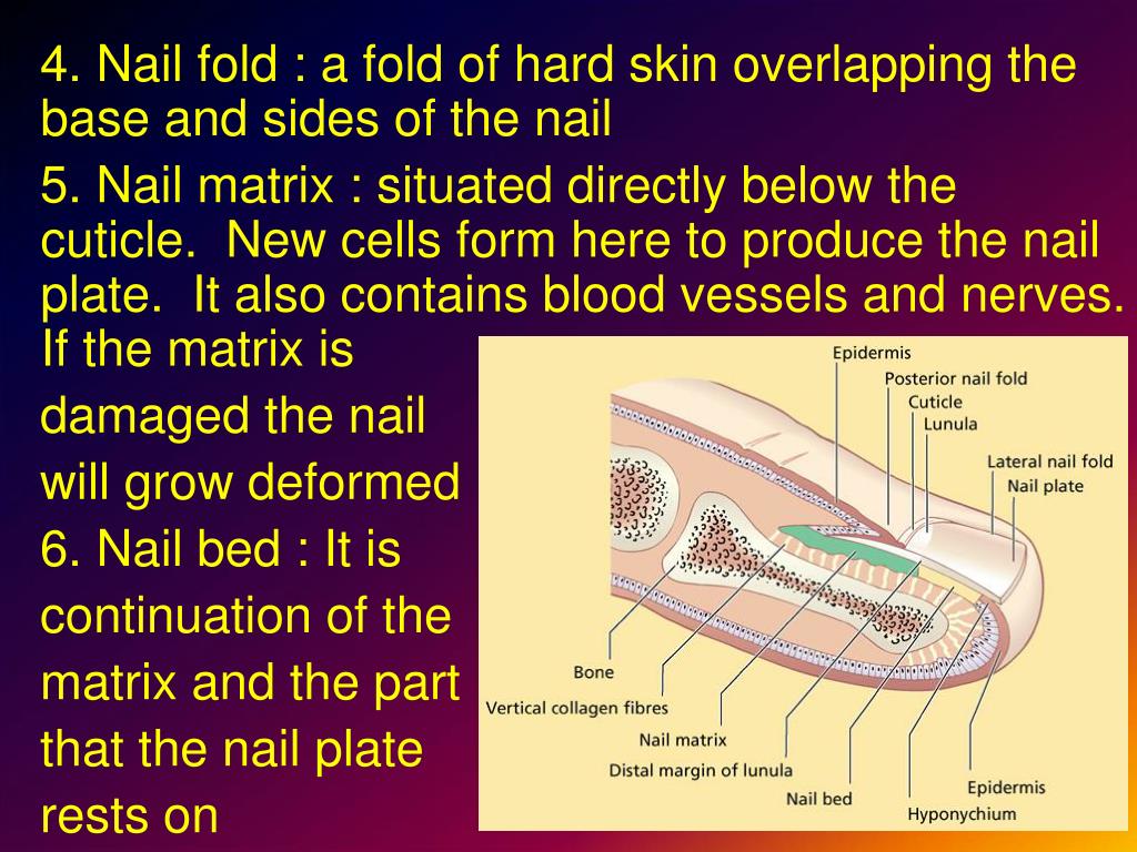 Hand Condition | Nail Bed Injury — Associated Hand Surgeons | Santa  Barbara, Solvang, Oxnard