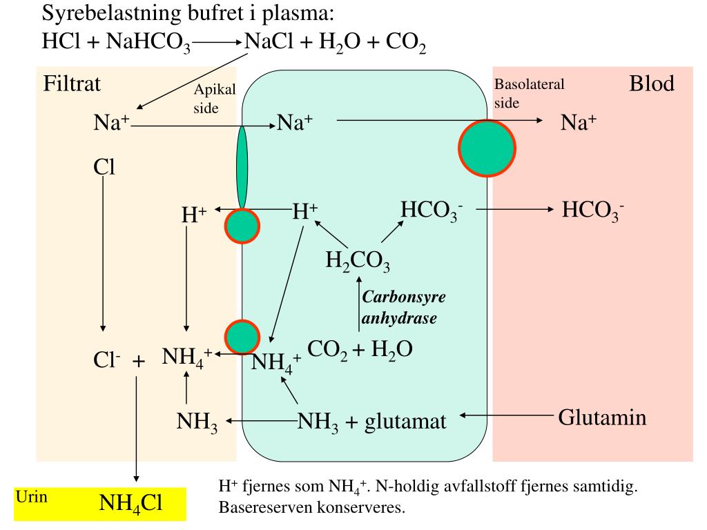 Уравнение реакции hcl naoh nacl h2o. Nh3 NACL. Глюкоза nahco3. Nahco3 получение NACL. NACL o2 катализатор.