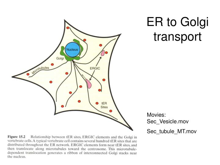 PPT - Vesicle budding-fusion Vesicle flow or Membrane flow Budding →