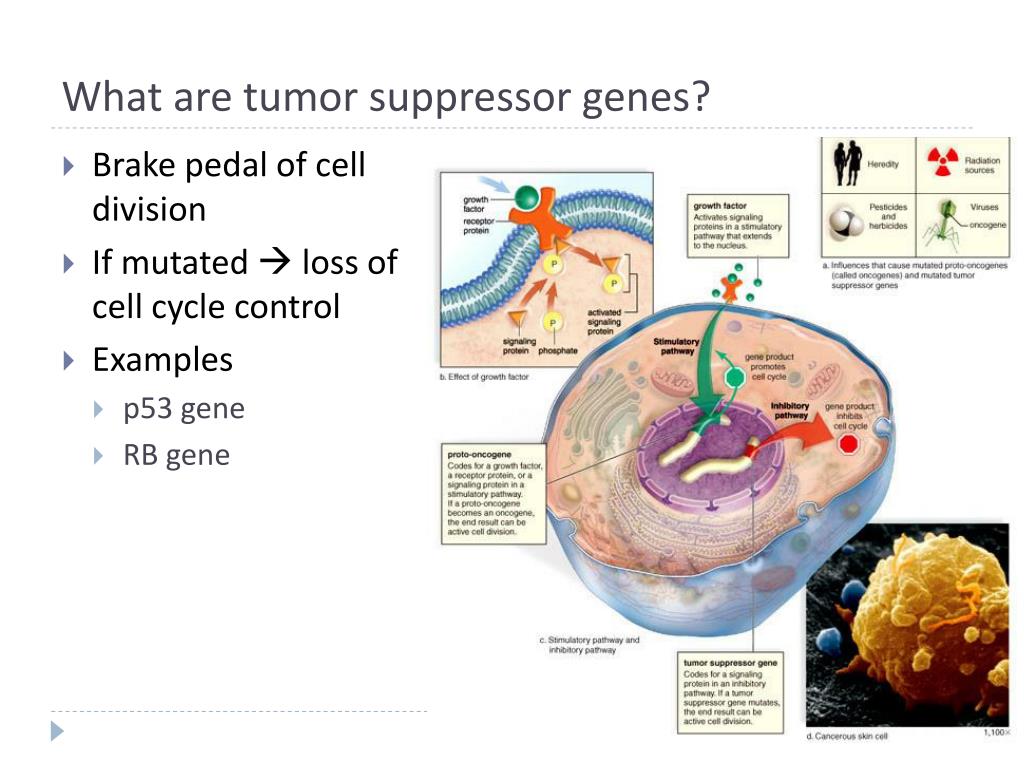 Cell Cycle and Mitosis PowerPoint Presentation, free download ... Biology Diagrams