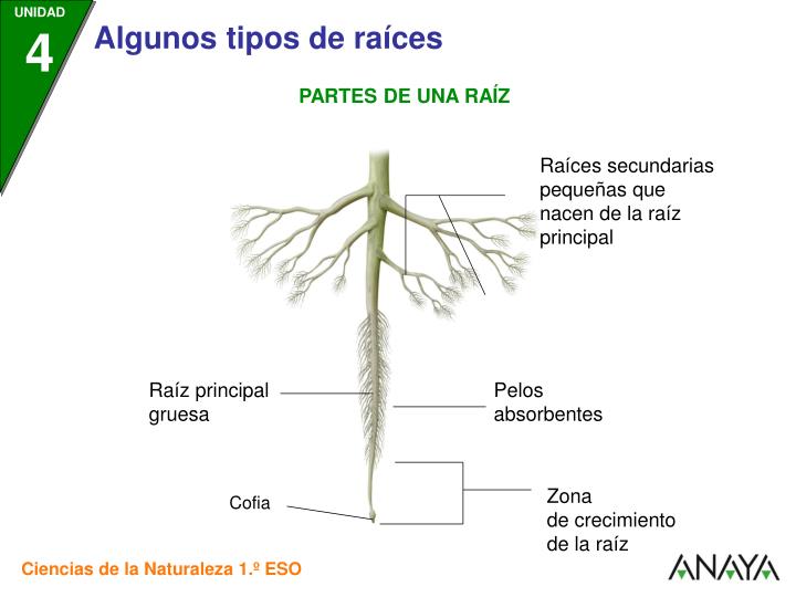 PPT - PARTES DE UNA RAÍZ PowerPoint Presentation - ID:4762608