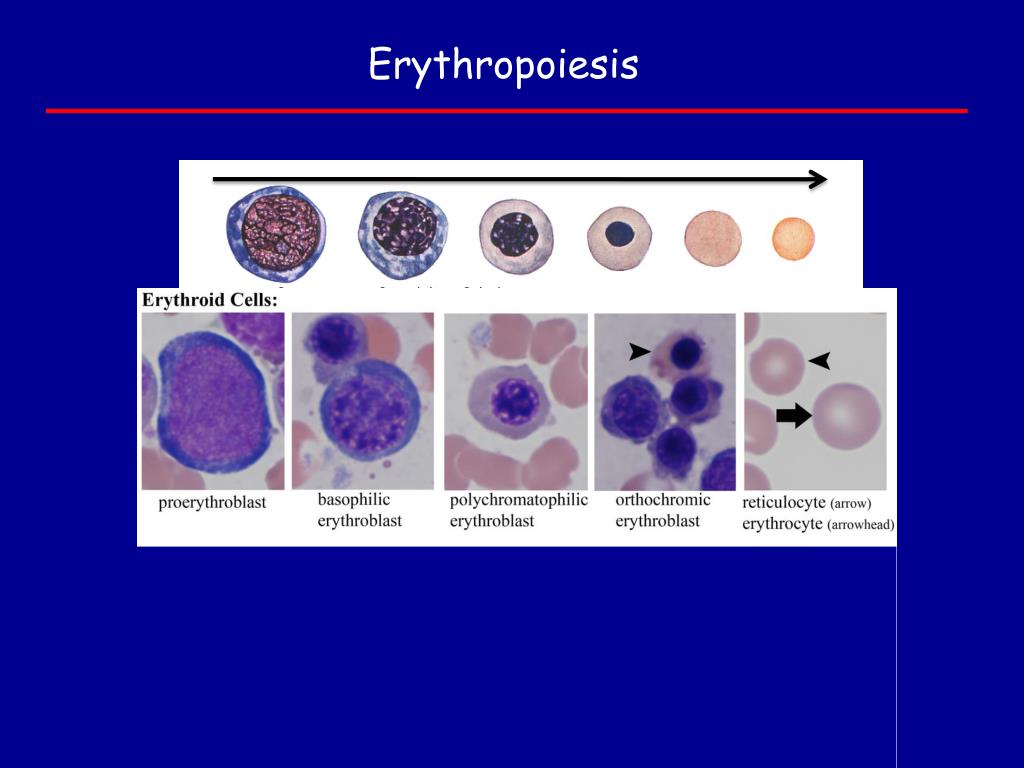 PPT - Red Blood Cells & Anemias PowerPoint Presentation, free download ...