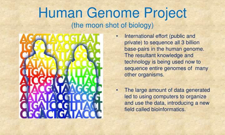the international effort on human genome project This information is published and is accessible through genome database at johns hopkins university (mckusick 1991) the most recent human genome mapping workshop was held in august 1991, at which the human genome organization (hugo) began to assume increased responsibility for coordination of the international mapping. the international effort on human genome project This information is published and is accessible through genome database at johns hopkins university (mckusick 1991) the most recent human genome mapping workshop was held in august 1991, at which the human genome organization (hugo) began to assume increased responsibility for coordination of the international mapping.