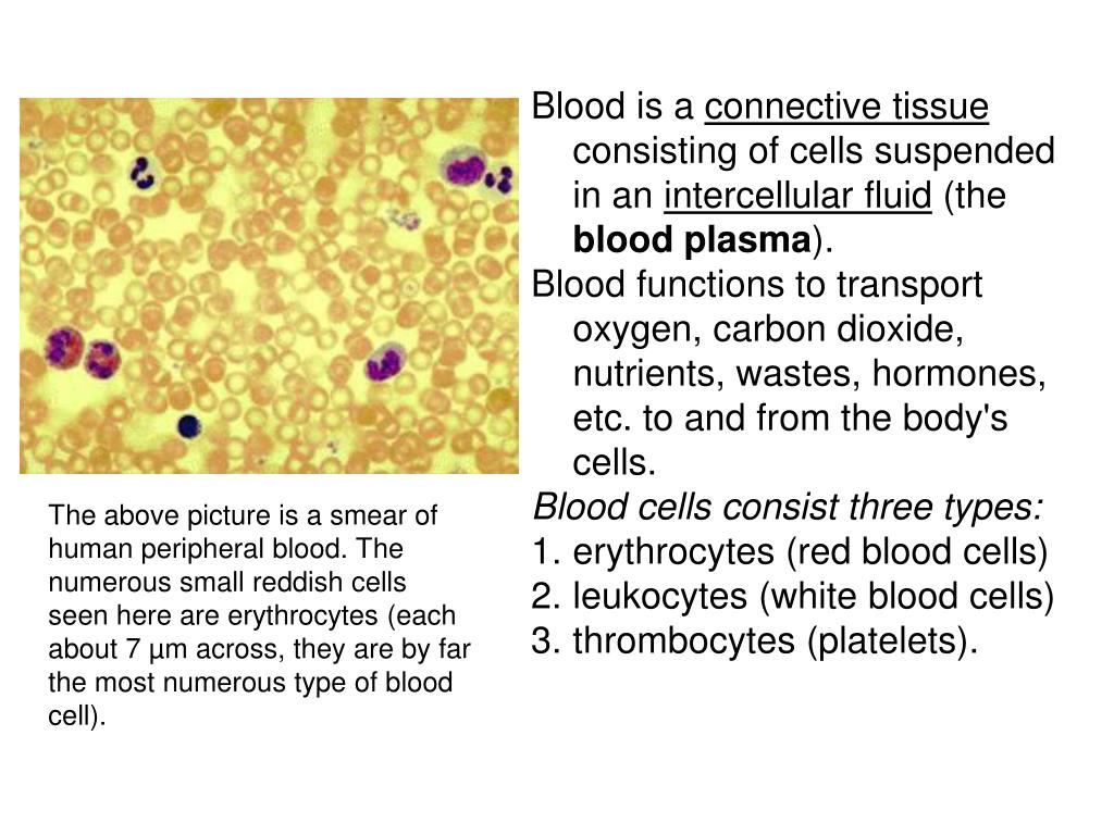 What does the blood consist of What does the blood consist of