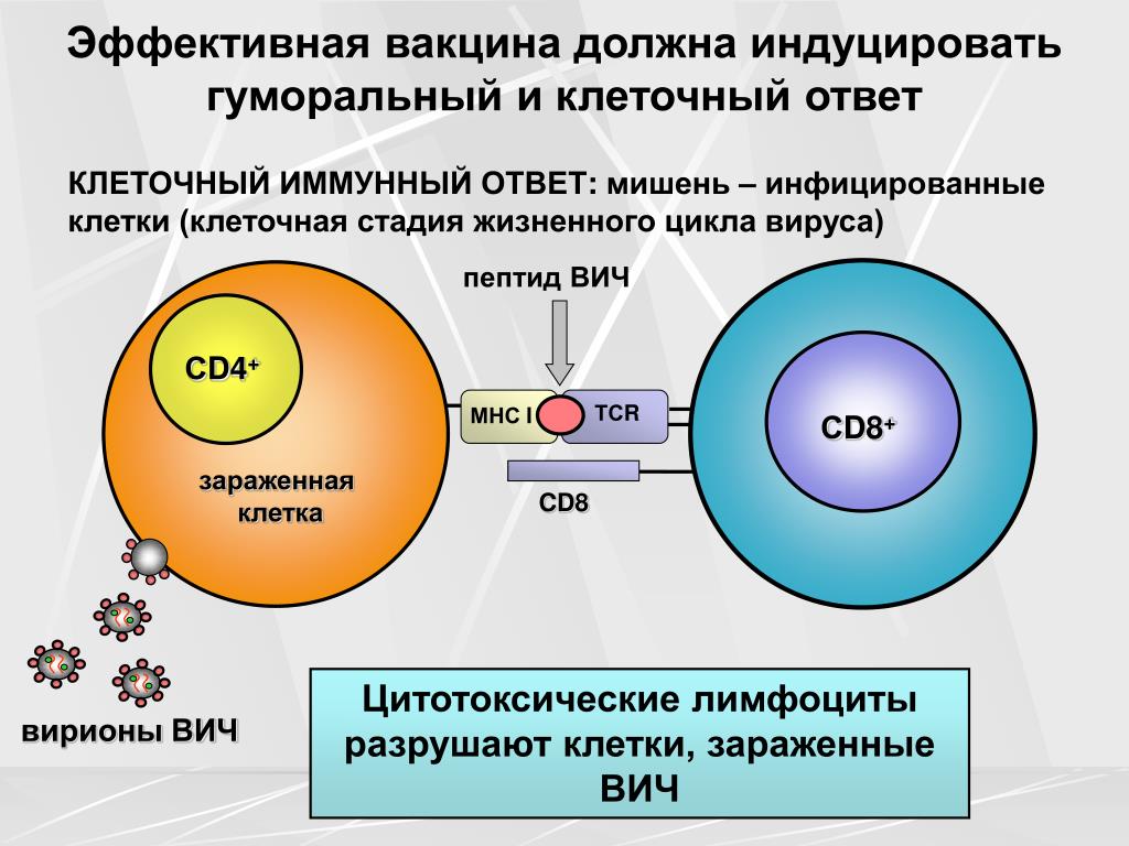 Цитотоксические т клетки. Индуцированный клеточный иммунный ответ. Иммунный ответ cd8. Иммунный ответ клеточного типа. Механизм иммунного ответа при вакцинации.