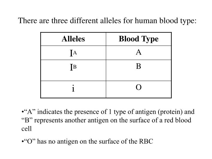 ppt-human-blood-groups-multiple-alleles-and-codominance-powerpoint-presentation-id-4764768